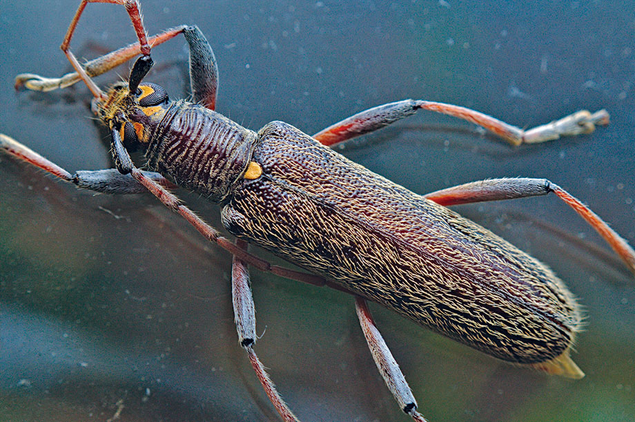 Oemona hirta